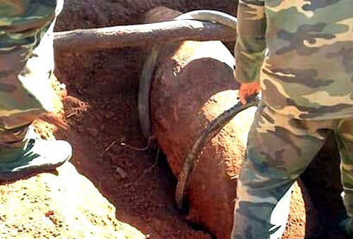 Nông dân bổ củi trên quả bom nặng hơn 250kg suốt nhiều năm