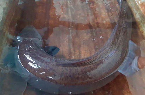 Dân Hà Tĩnh góp tiền mua cá chình 'khủng' để phóng sinh