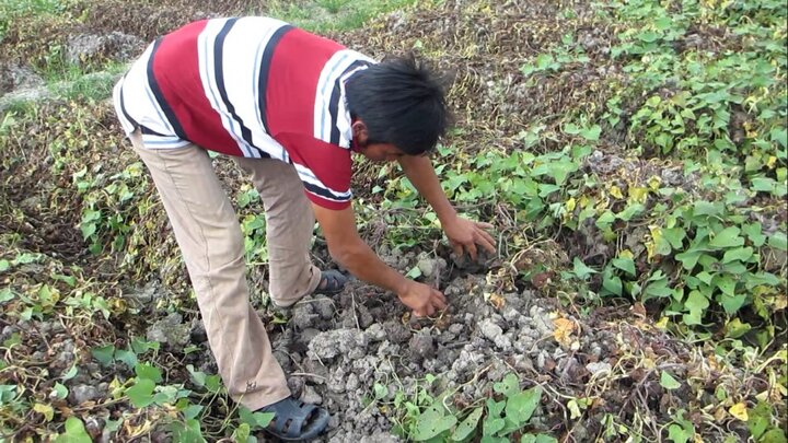 Truy tìm kẻ phun thuốc diệt cỏ làm chết 10 công ruộng khoai lang ở Vĩnh Long