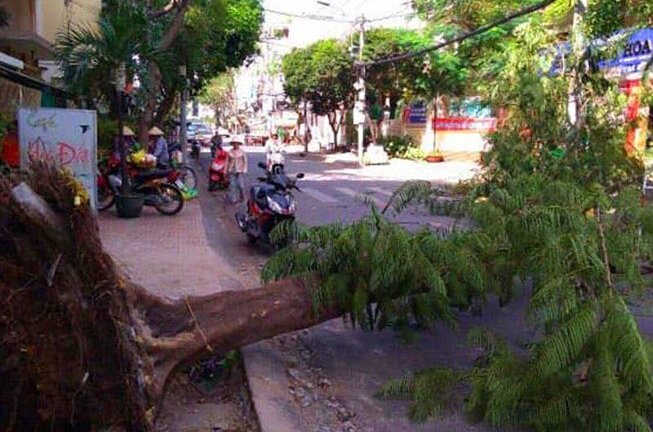 Cây xanh chết oan do công trình chạy Tết thi công ẩu
