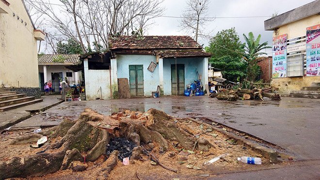 Đang ở trong nhà, người phụ nữ bị cây cổ thụ đè chết