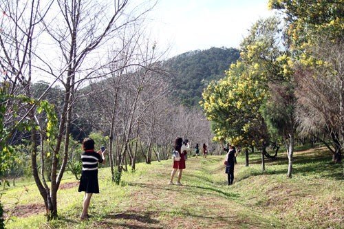 Du khách thất vọng vì đến hội Hoa anh đào chỉ được ngắm củi khô