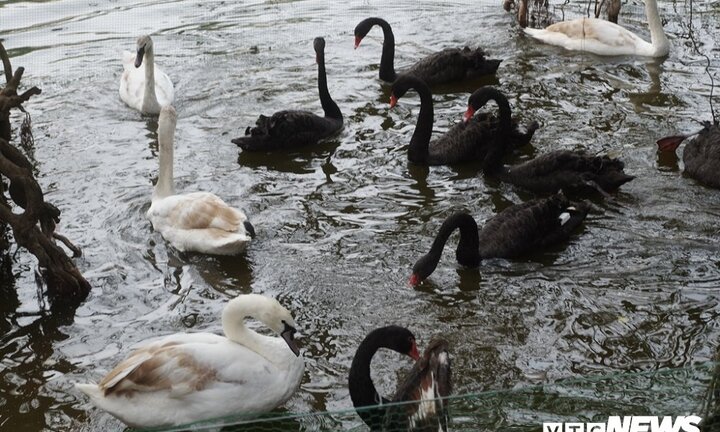 Thả 12 con thiên nga xuống Hồ Gươm, PGS.TS Hà Đình Đức: 'Thật khôi hài'