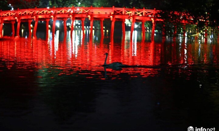 Đêm qua, đàn thiên nga mới thả ở Hồ Gươm bị bắt đi hết