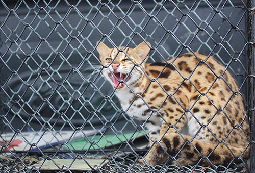 Người dân Hà Tĩnh bắt được mèo rừng quý hiếm có bộ lông như báo gấm