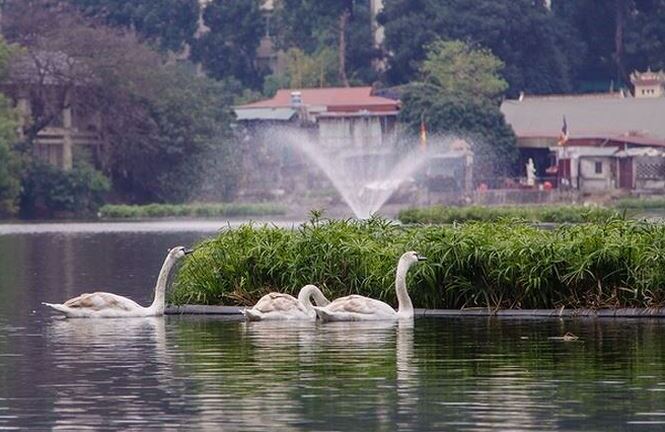 Đàn thiên nga ở hồ Thiền Quang được bảo vệ thế nào trong dịp Tết?