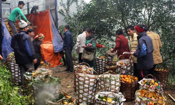 'Bệ đỡ' cho cam Sành Hà Giang thành sản phẩm chủ lực