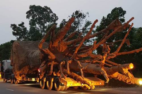 Cây khủng vi vu trên quốc lộ: Cục CSGT thông tin chính thức