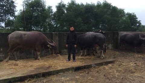 Đánh xe tải đến trang trại anh trai trộm 8 con trâu trong đêm