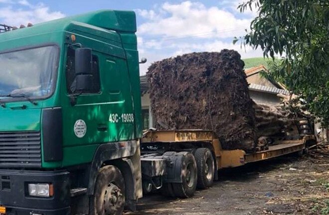 CSGT chặn xe đầu kéo chở cây đa khổng lồ cao 23m từ Đắk Lắk ra chùa ở Ninh Bình