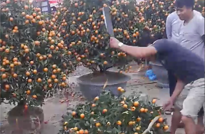 Bị ép giá quá đáng, tiểu thương tự tay chặt phá quất Tết