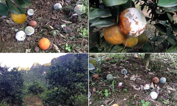 Vườn cam 7.000 gốc của vợ chồng nông dân Hòa Bình bị phá hoại giữa ban ngày