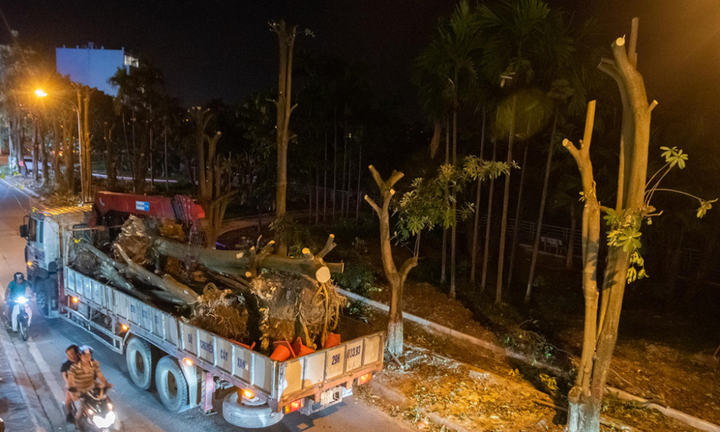 Video: Trắng đêm bứng gốc, di dời gần 100 cây hoa sữa ven Hồ Tây lên bãi rác Nam Sơn