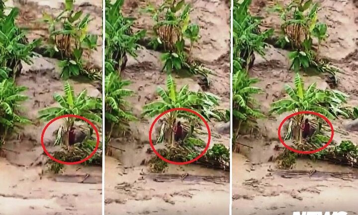 Video: Hãi hùng chồng bị nước cuốn trôi, vợ mắc kẹt giữa dòng lũ dữ ở Thanh Hóa