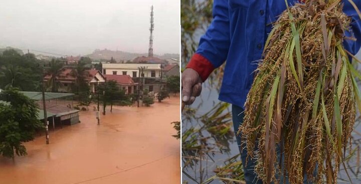 Ngập lụt ở miền Trung: Nhà chìm trong nước, lúa chưa gặt đã nảy mầm