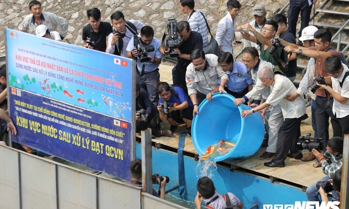 Gần 1 tháng sau khi thả, đàn cá Koi Nhật Bản trên sông Tô Lịch sống ra sao?