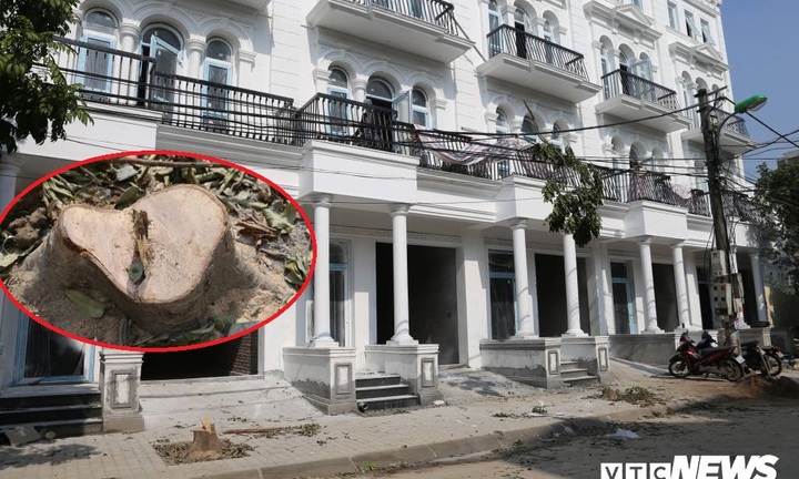 Truy tìm thủ phạm chặt trộm hàng cây sấu trên vỉa hè Hà Nội