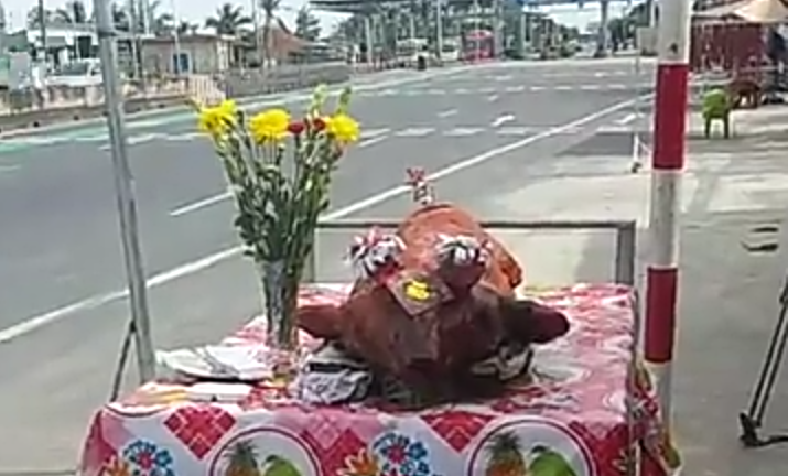 BOT Cai Lậy xả trạm, tài xế vẫn mang heo đến cúng