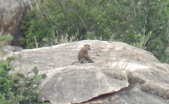 Khỉ xuống núi phá vườn nho, tấn công người ở Ninh Thuận