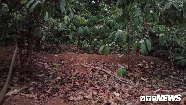 Gia Lai có cơn mưa 'vàng' đầu mùa, người dân mừng rỡ vì lộc trời cho