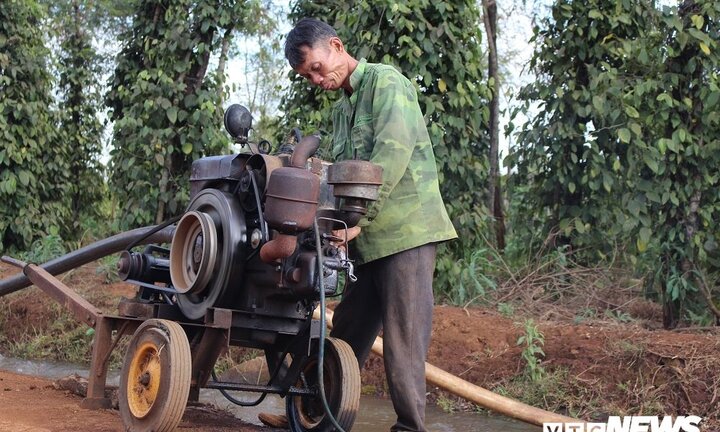 Người trồng cà phê trốn Tết, tranh nhau 'cướp nước trời' ở Gia Lai