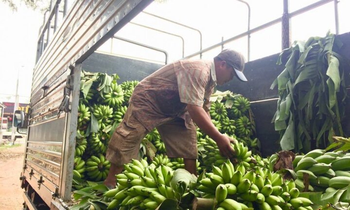 Thương lái Trung Quốc 'giở trò', nông dân Đồng Nai 'trượt vỏ chuối'