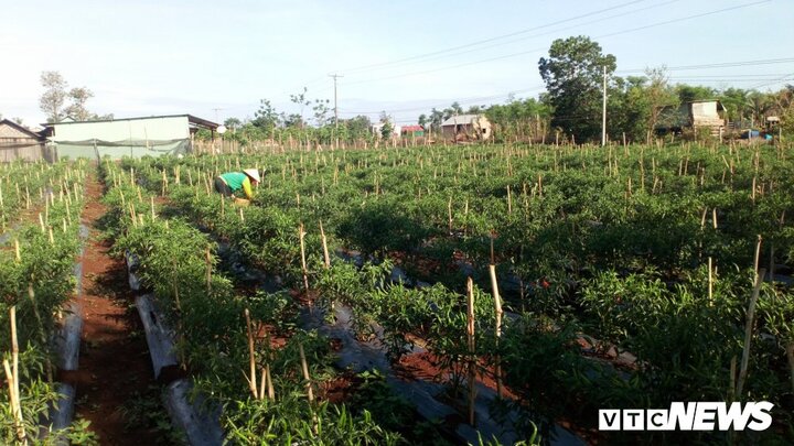 Malaysia tạm dừng cấp phép nhập khẩu ớt Việt Nam