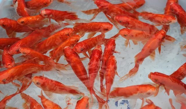 Vì sao lại chọn cá chép để cúng ông Công ông Táo?