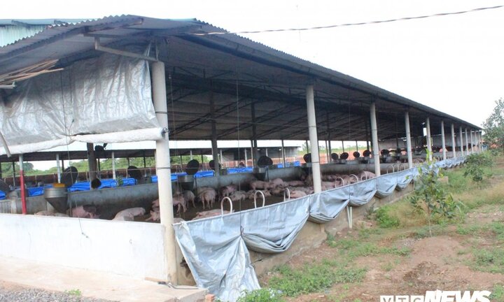 ‘Thủ phủ’ nuôi lợn phía Nam phát sinh hàng loạt ổ dịch tả mới