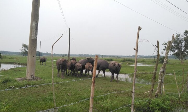Dự án nghìn tỷ Sài Gòn Safari trở thành nơi chăn trâu