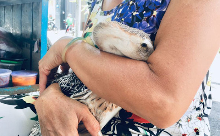 Hiếm muộn 24 năm, vợ chồng ở TP.HCM gọi vịt là con và ăn ngủ cùng