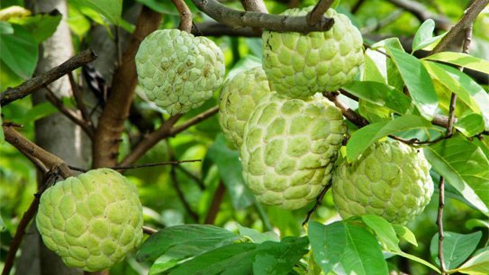 Công dụng chữa bệnh từ cây na có sẵn vườn nhà