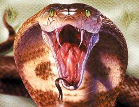 Cận cảnh nọc độc rắn hổ mang chúa tấn công, tàn phá cơ thể người