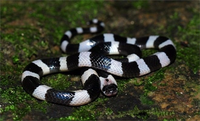 Bệnh viện ở Phú Thọ cứu nam thanh niên bị rắn cắn hôn mê suýt chết