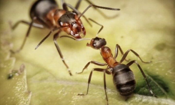 Kiến bò vào tai 'đục' thủng màng nhĩ bé gái 10 tuổi