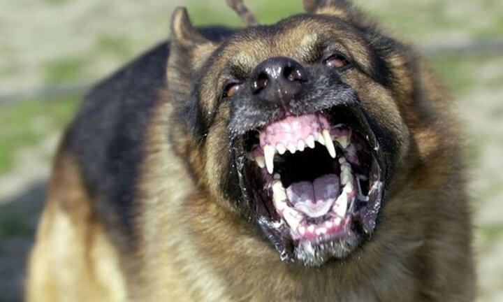 Hàng loạt vụ chó nhà tấn công và cắn chết người đầy thương tâm