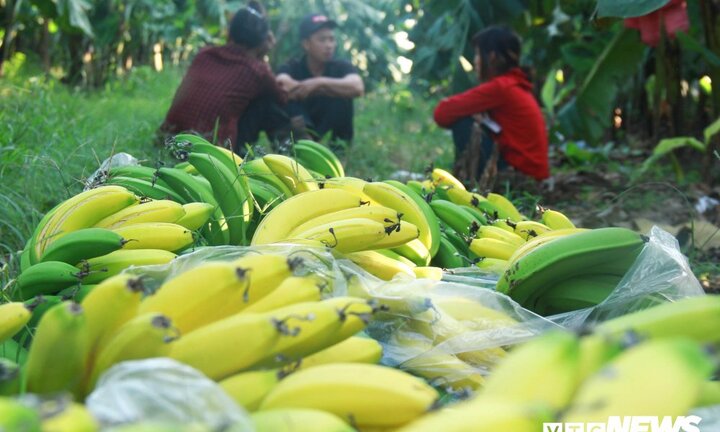 Con người sẽ ra sao nếu ăn phải chuối bị ép chín bằng hóa chất