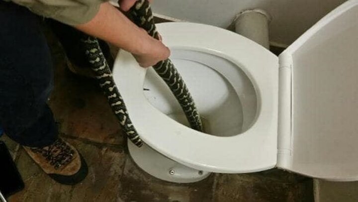 Kinh hãi thấy trăn nằm trong bồn cầu nhà vệ sinh