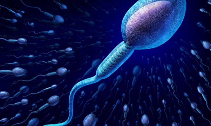 Tại sao cơ thể phụ nữ chỉ nhận một tinh trùng để thụ tinh