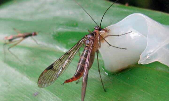 Hai loài ruồi bọ cạp hiếm gặp tìm thấy ở Việt Nam