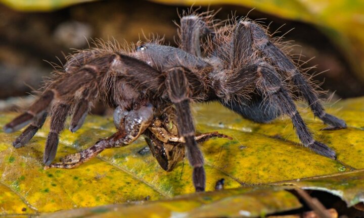 Rợn người hình ảnh những con nhện 'khủng' ăn thịt cả chuột, thằn lằn và ếch