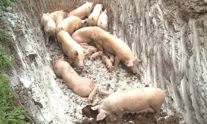 9 địa phương ghi nhận có dịch tả lợn châu Phi
