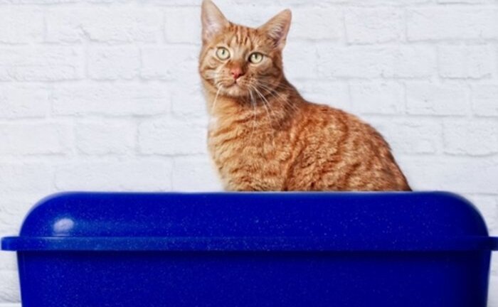 Những căn bệnh nguy hiểm bạn có thể bị lây từ thú cưng