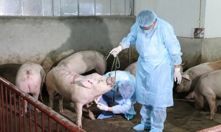 17 địa phương ghi nhận có dịch tả lợn châu Phi, nguy cơ tiếp tục lan rộng