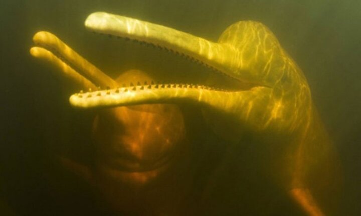 Đây là loài động vật có thể phát ra hàng trăm tiếng kêu khác nhau