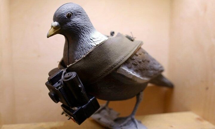 Cá voi, bồ câu và những điệp viên quân sự kỳ lạ nhất thế giới