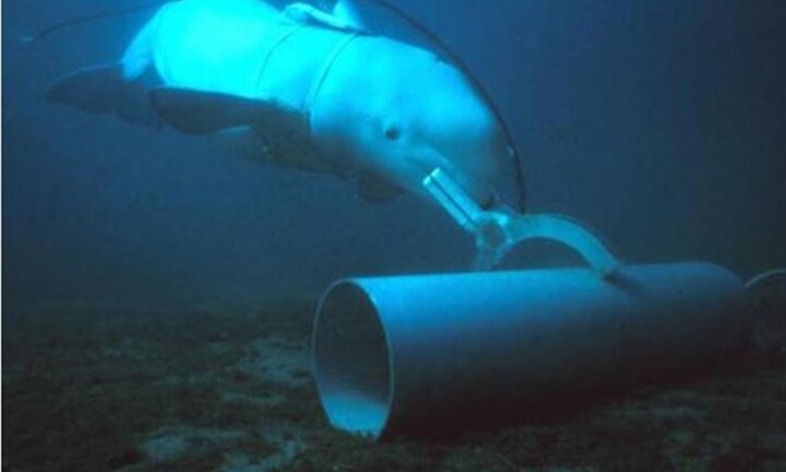 Đâu là lý do Hải quân Mỹ huấn luyện cá heo, hải cẩu làm ‘quân nhân biển’