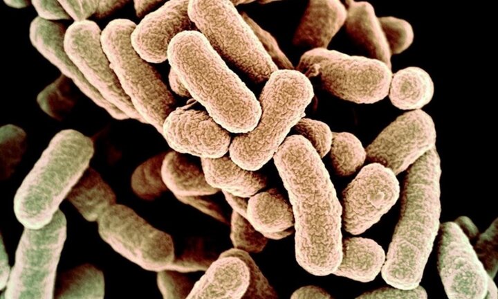 Bước ngoặt vĩ đại: Con người 'lập trình' được vi khuẩn