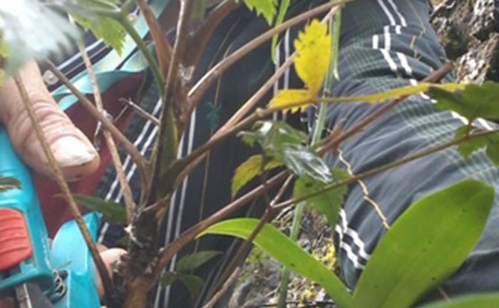 Phát hiện loài cây rừng kháng được bốn dòng ung thư ở Hà Giang