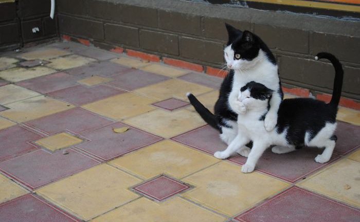 Những bức ảnh cho thấy mèo là sinh vật đáng yêu nhất hành tinh